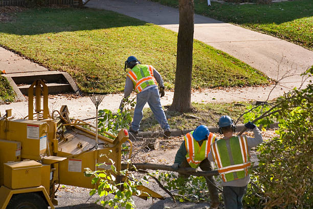 How Our Tree Care Process Works  in Bell Canyon, CA